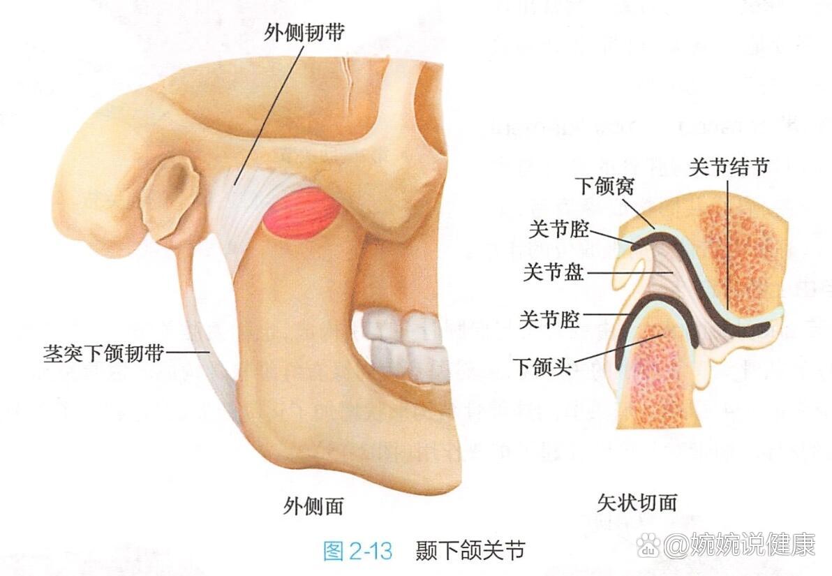 颌下是哪个部位图片