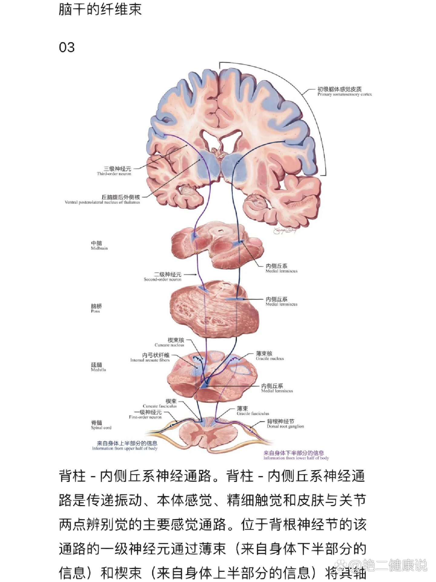 神经纤维束切片图片