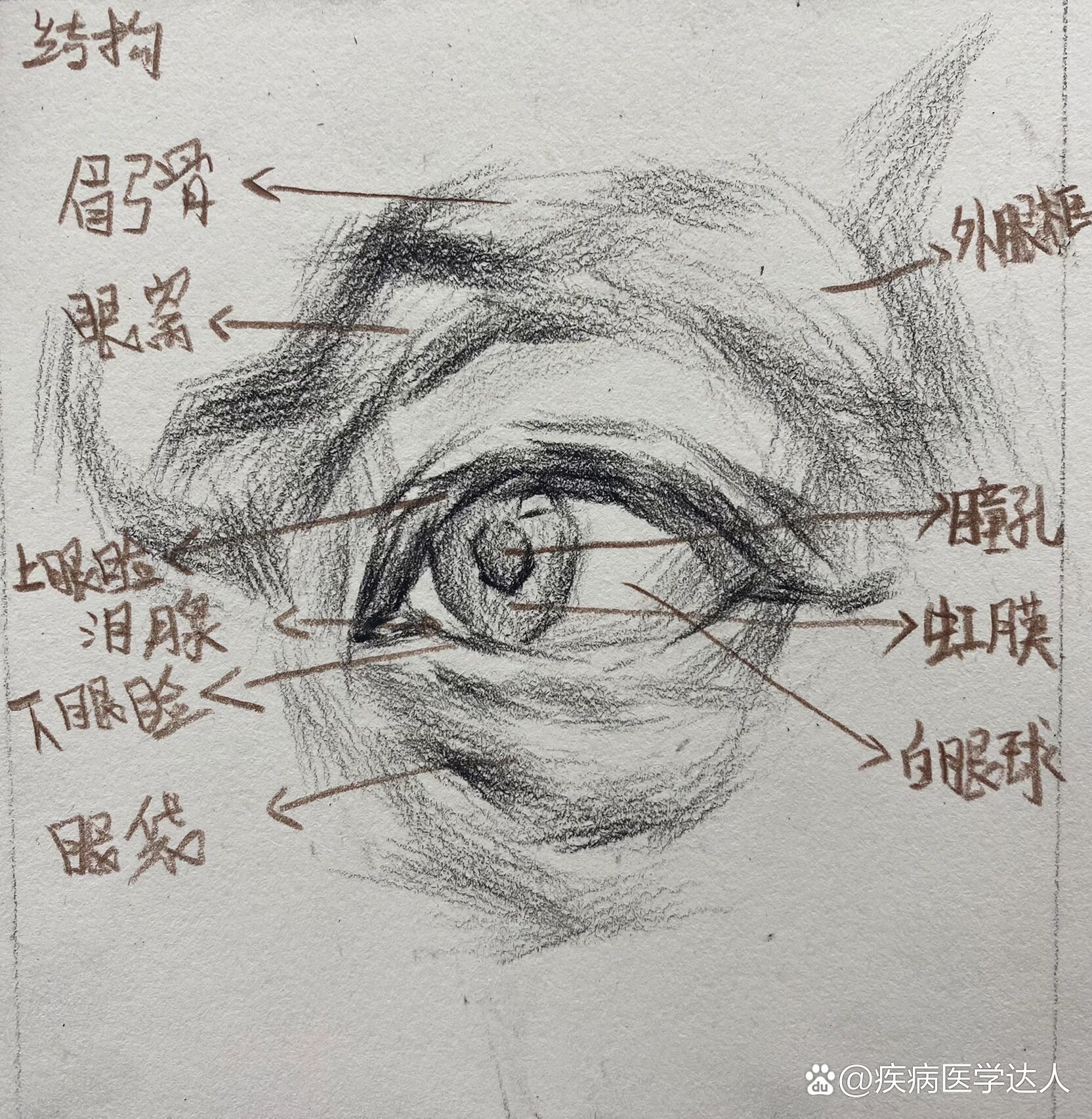 素描眼睛9915详解