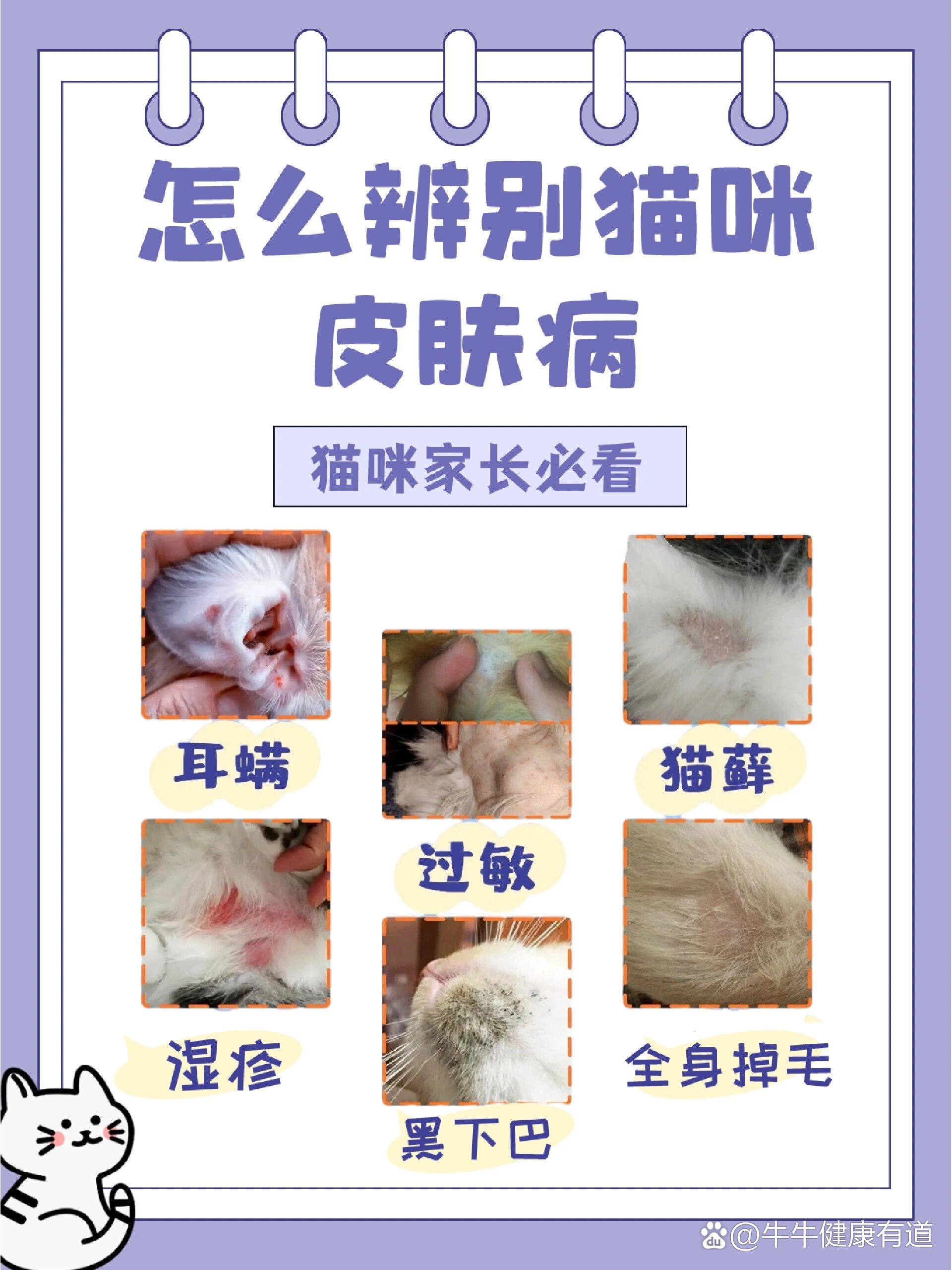 猫咪皮肤病辨识 怎么辨别猫咪常见皮肤病