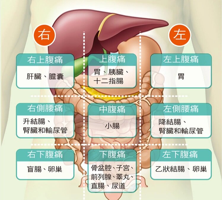 旁边器官图片