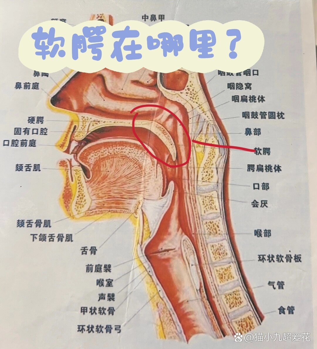 软腭黏膜组织结构图图片