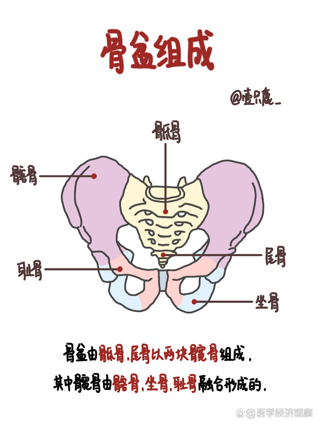 女性骨盆平面及径线图图片