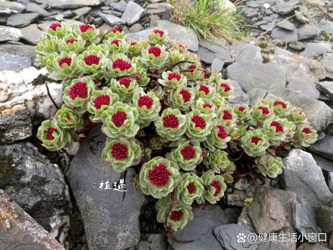 红景天植物图片大全图片