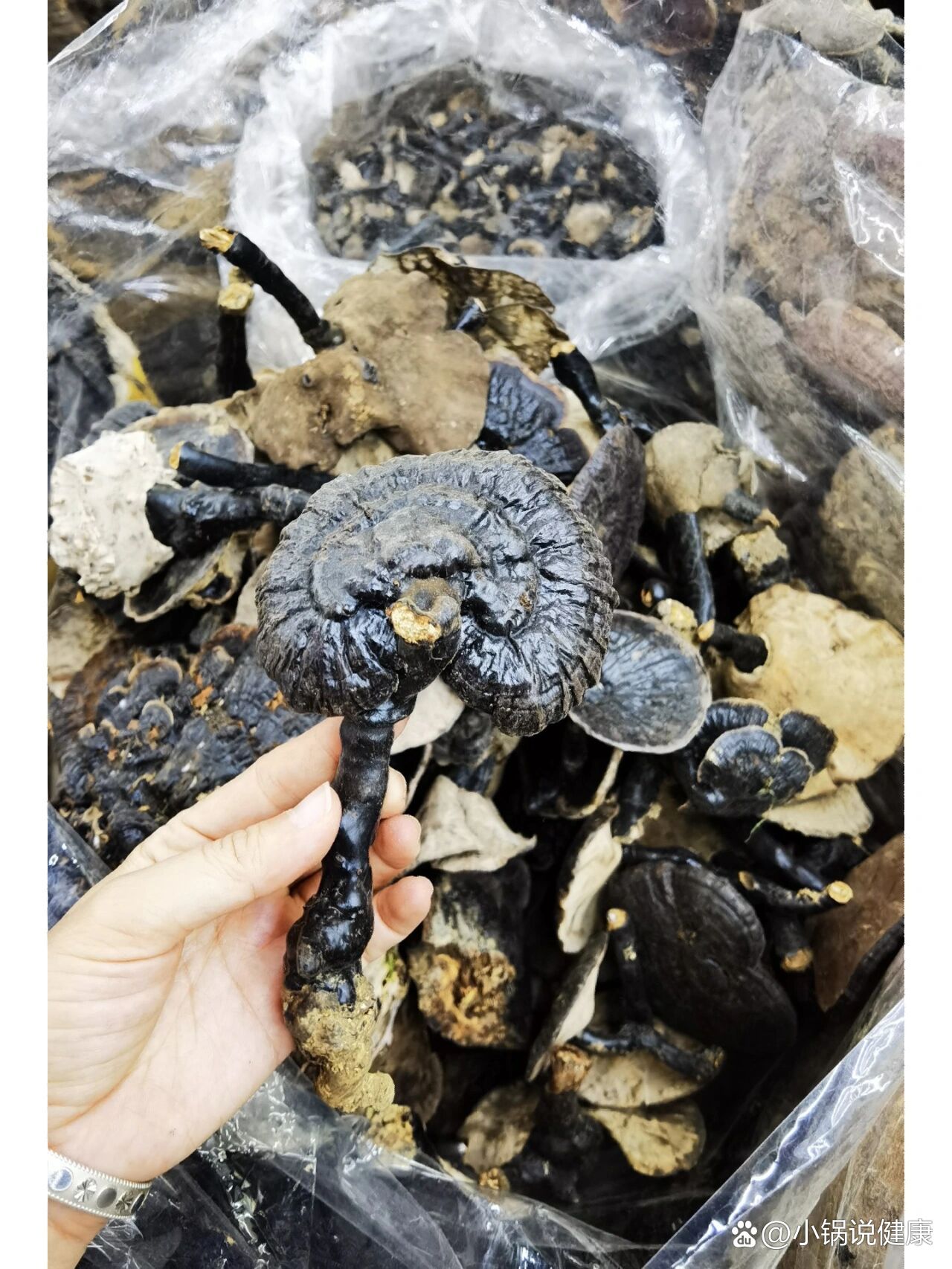 云南货野生黑灵芝,5到10公分粗的350一斤.