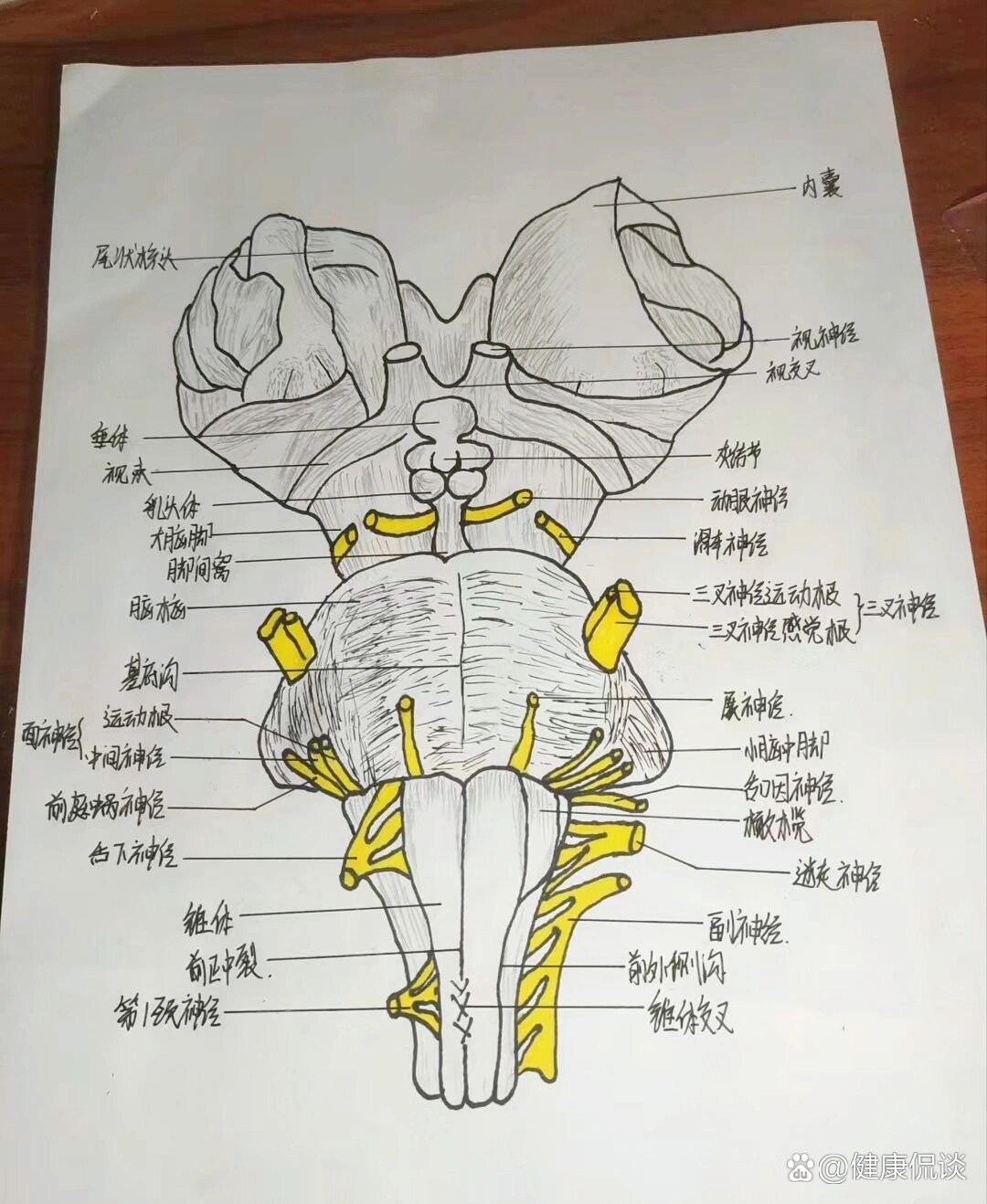 脑干示意图图片