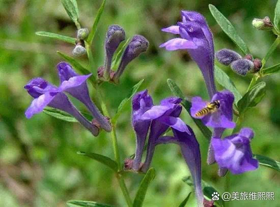 半边莲与半枝莲的区别你知道吗?