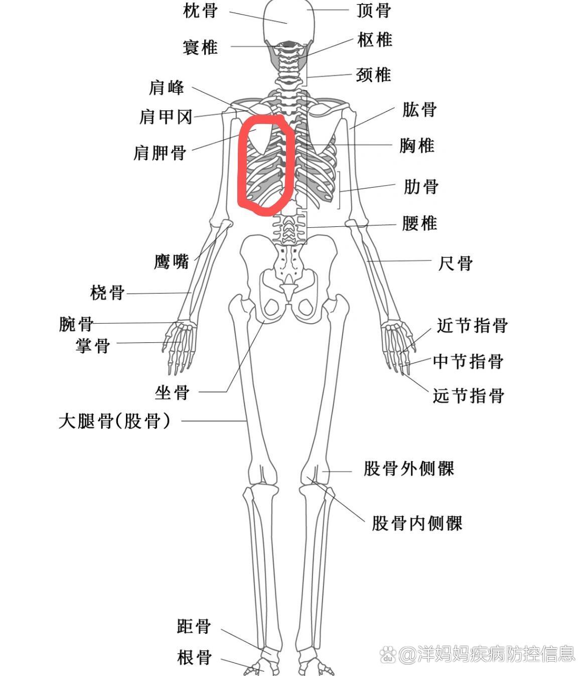 p 要看哦 也许哪天用得到 右胸下方肋骨疼 br 不得不承认 人到了一定