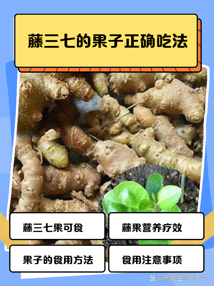 藤三七的果子正确吃法