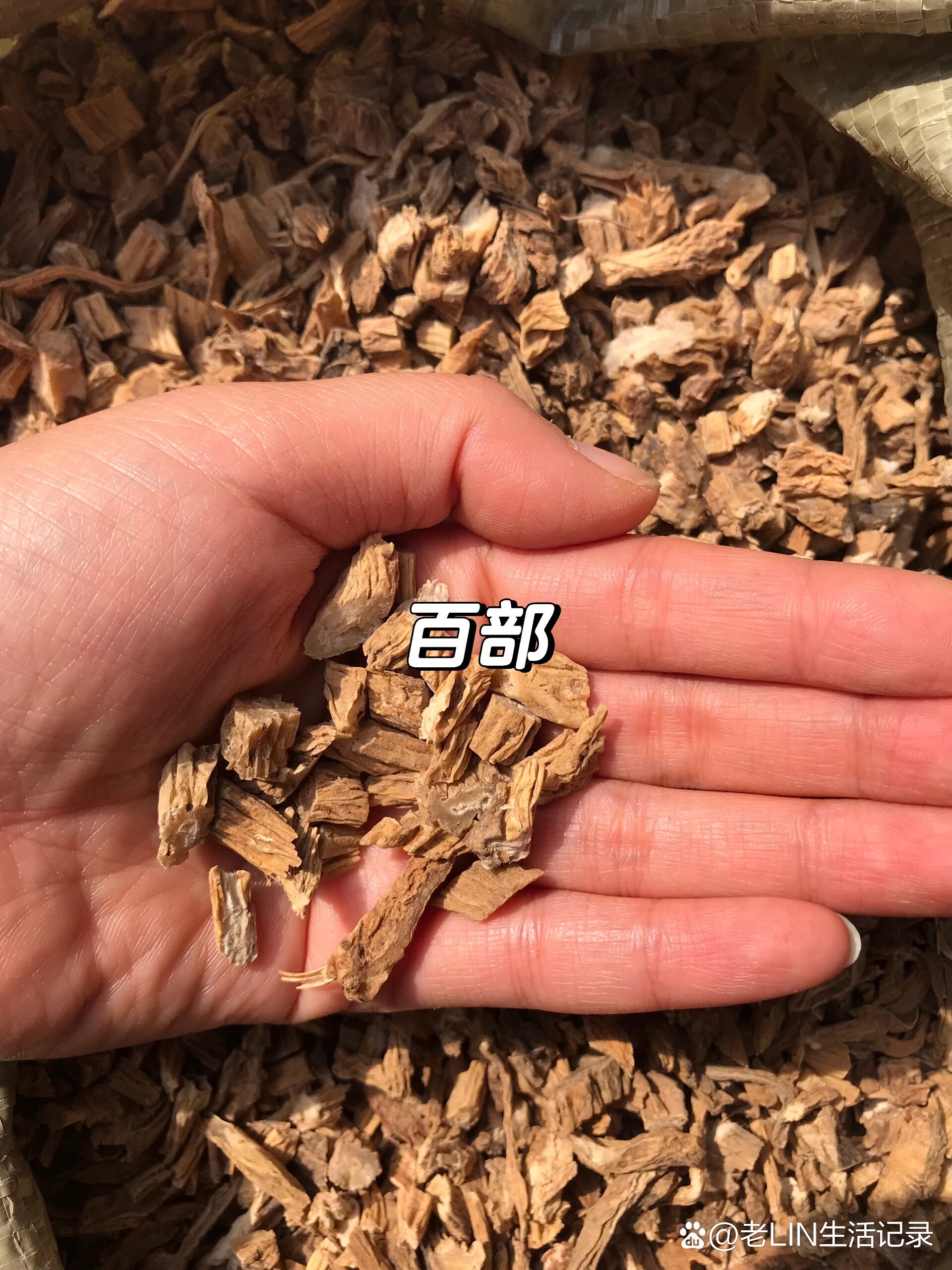 百部——润肺下气止咳,杀虫灭虱