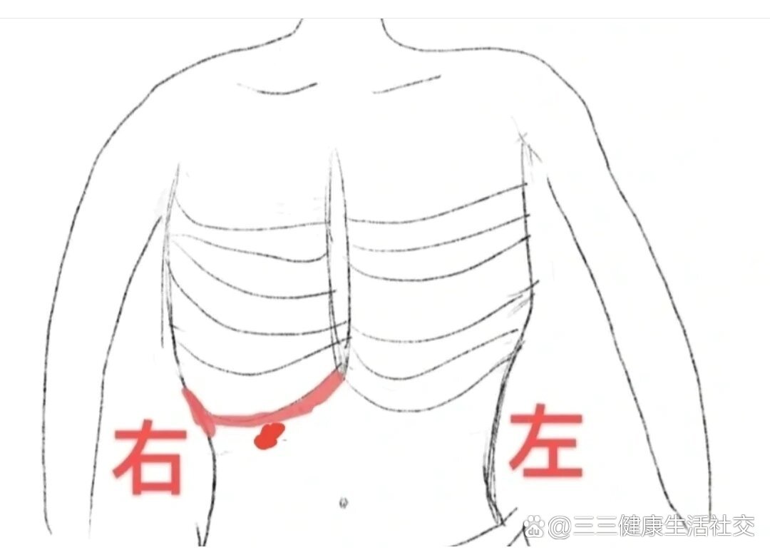 右边肋骨下疼图片