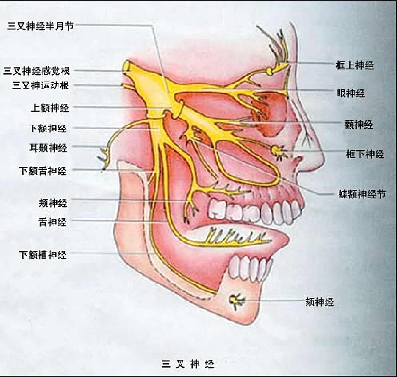 脑回压迹图片