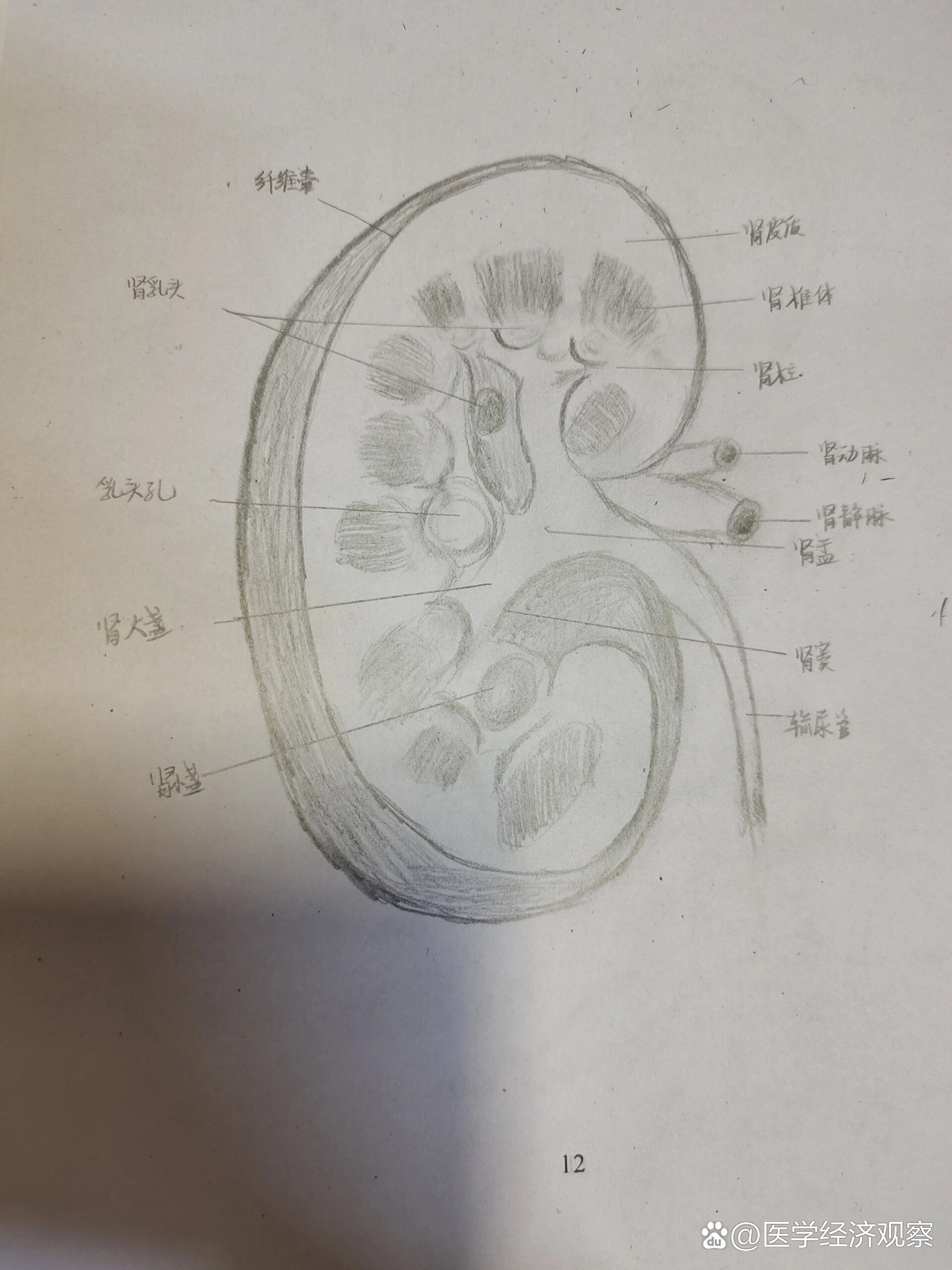 肾的内部结构示意图图片