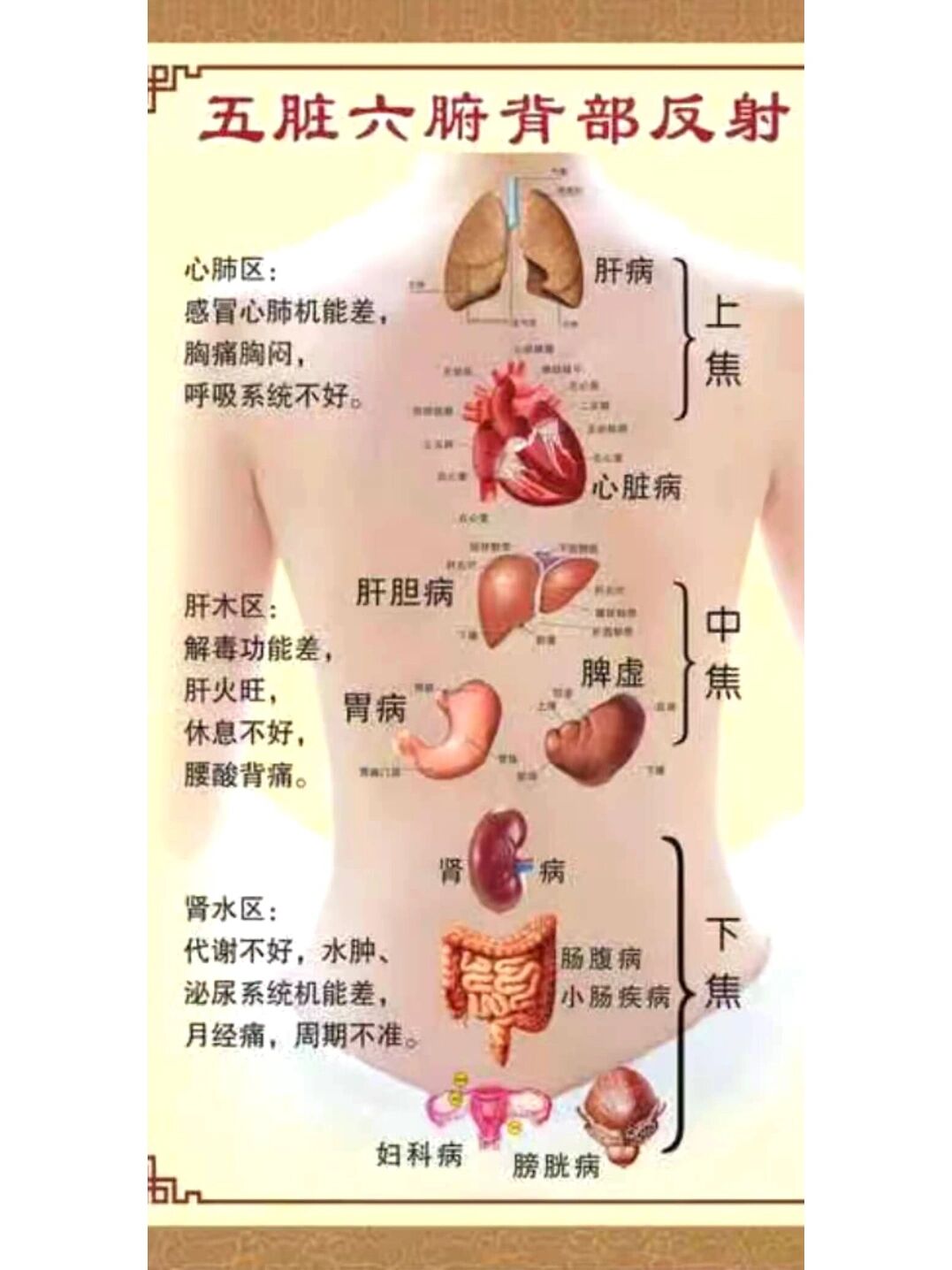 后背名称图片