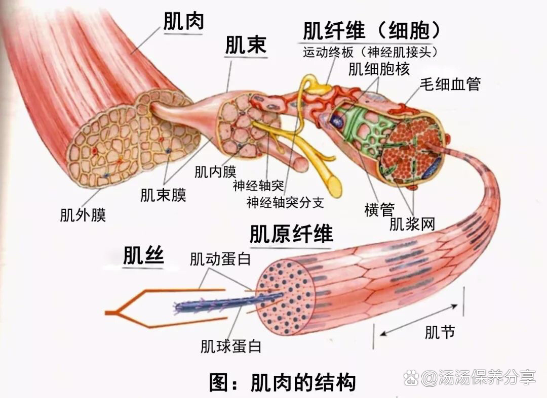 人体骨骼肌构造示意图图片