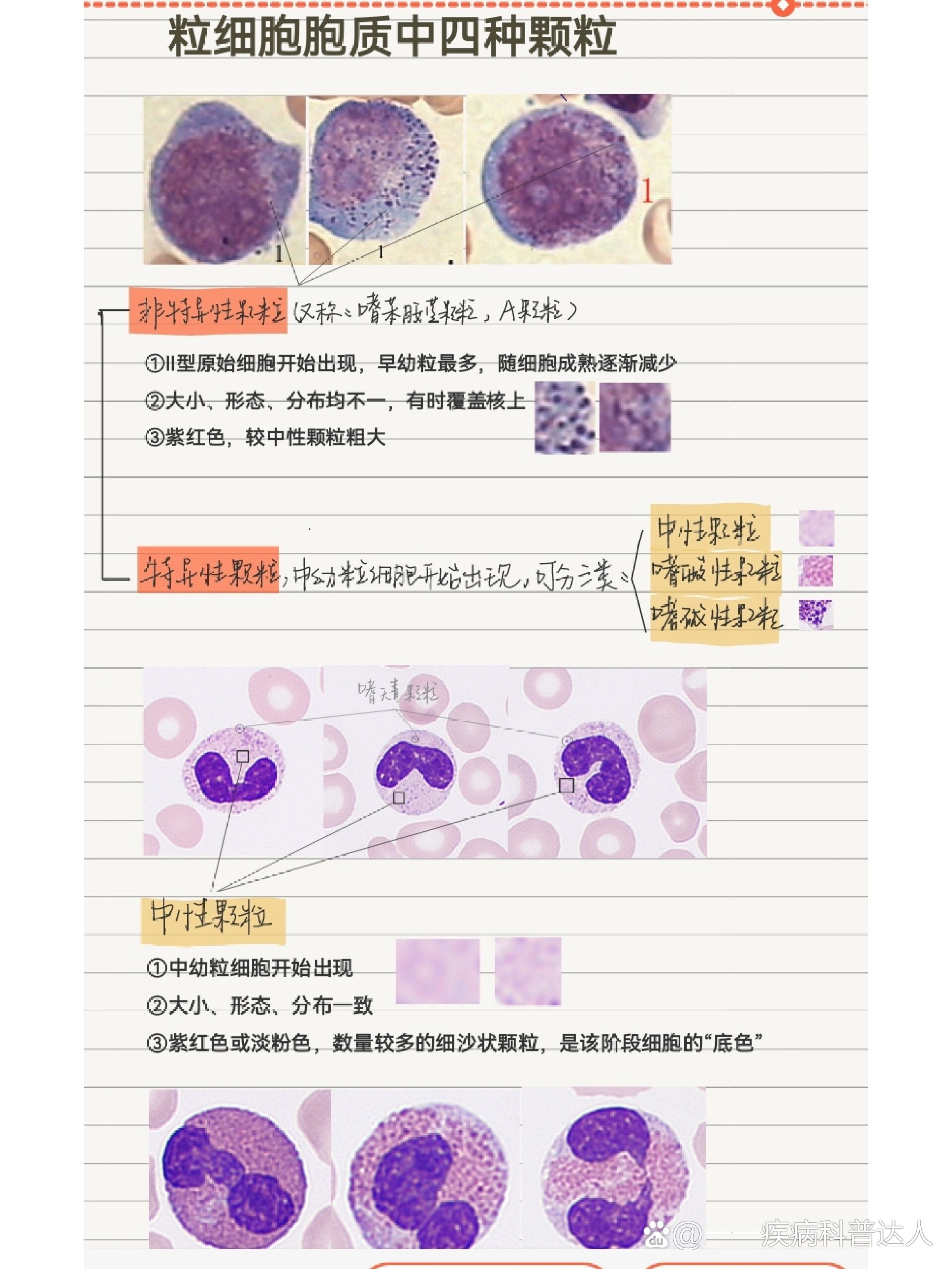 前列腺颗粒细胞图片