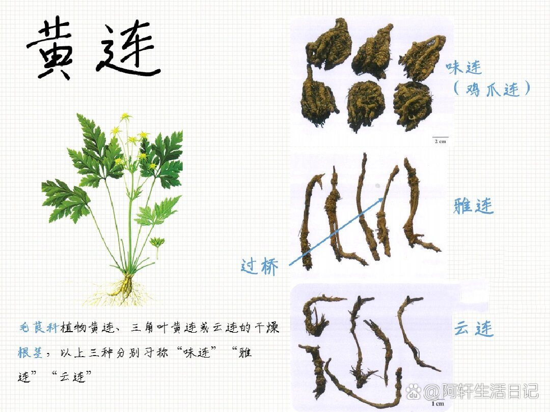 黄连根茎的结构简图图片