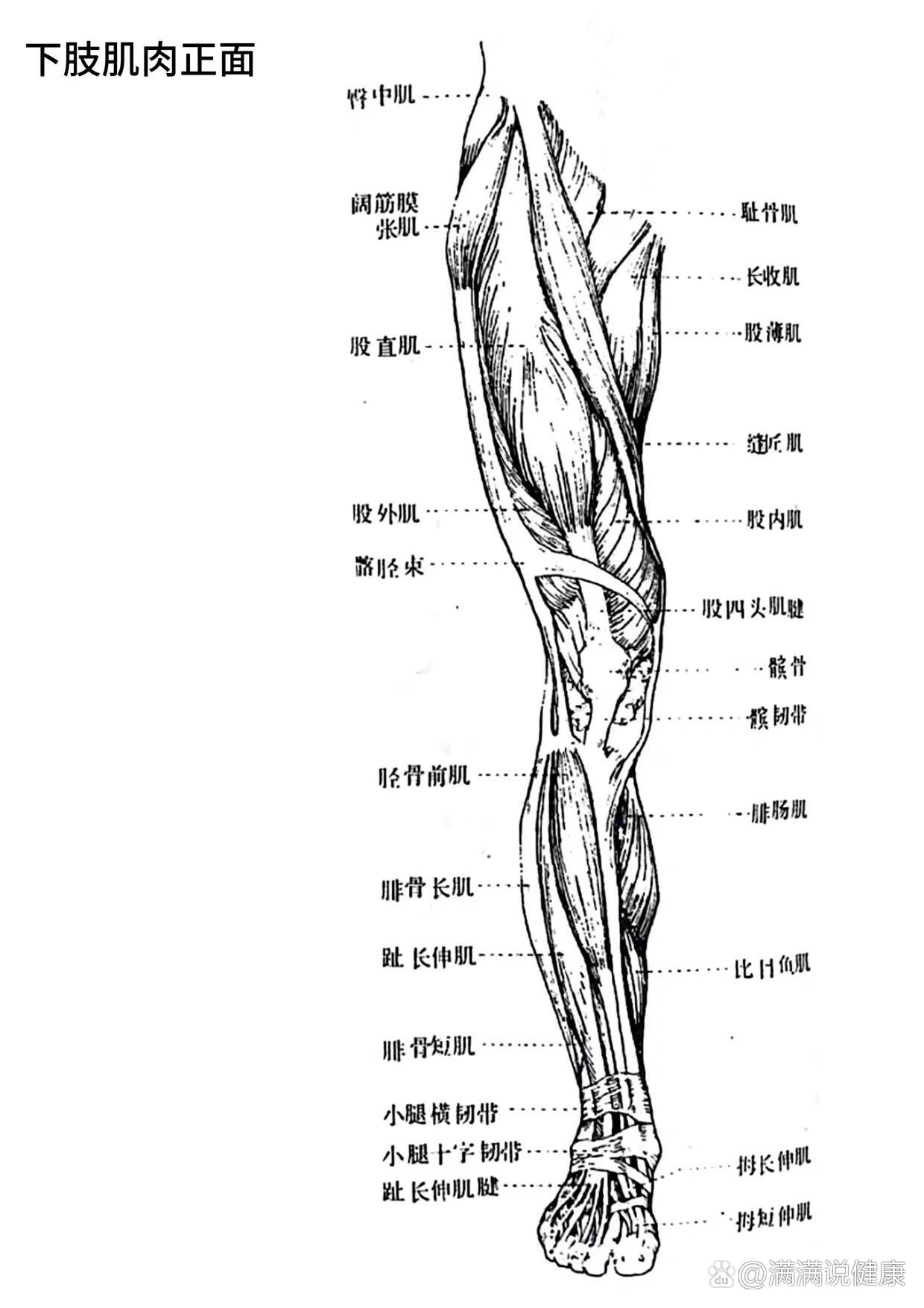 人体解剖腿部肌肉图