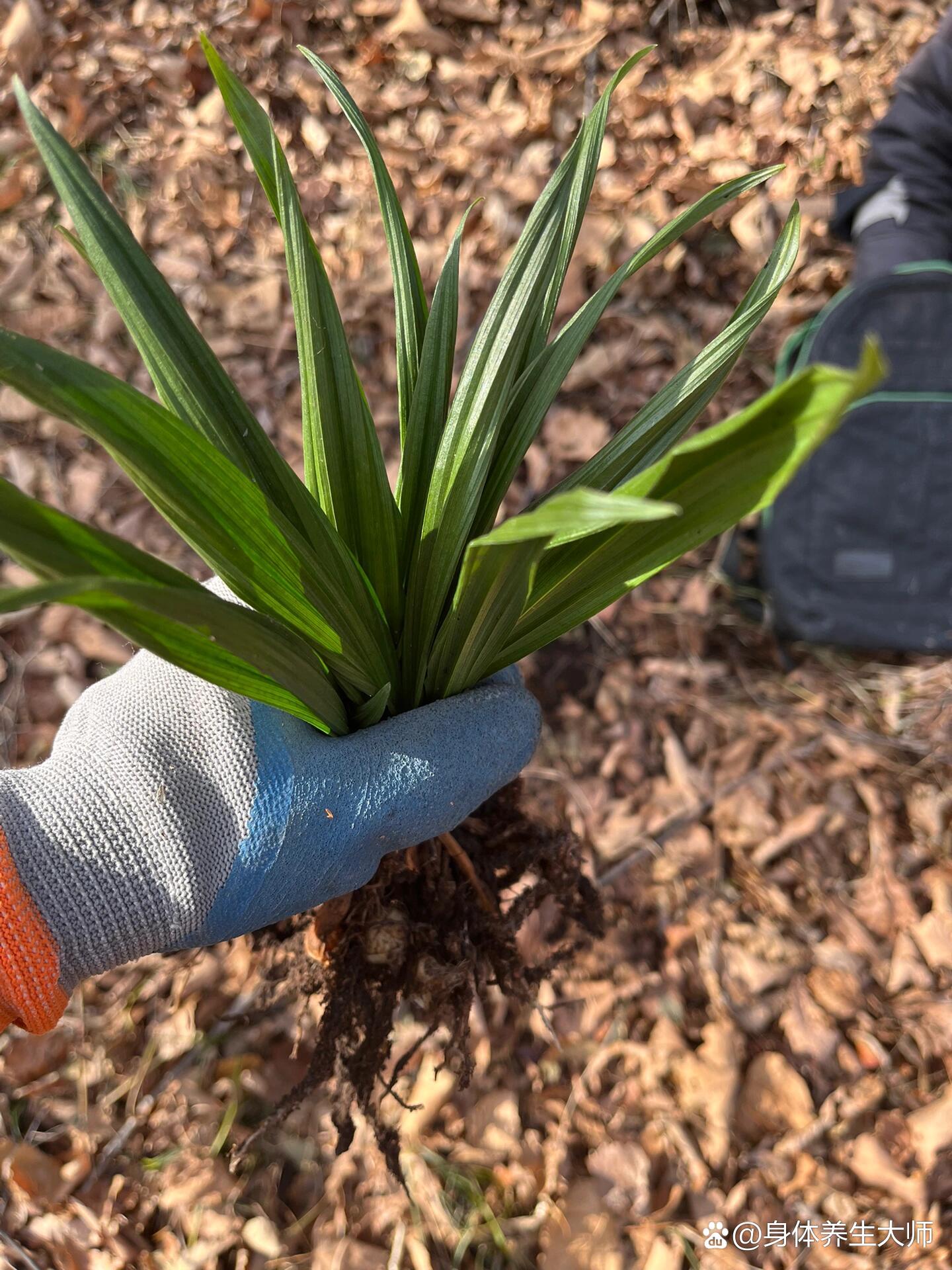 山芋头又叫毛慈菇,冰球子