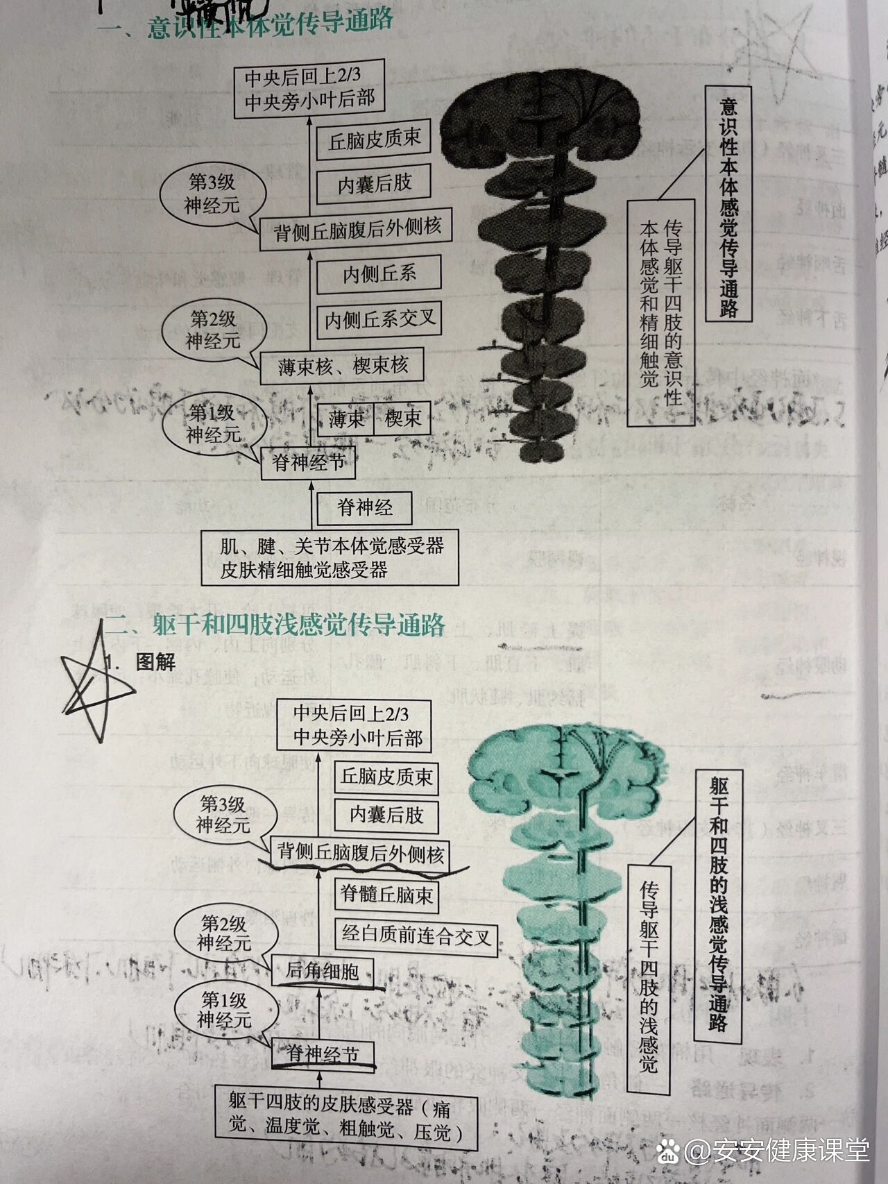 神经系统之传导通路