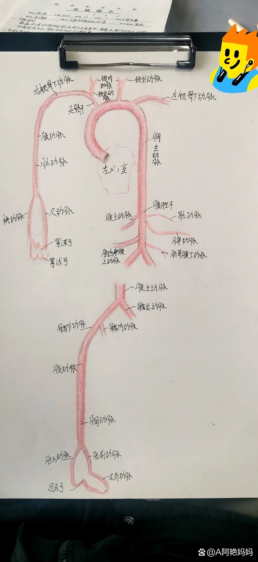 主动脉走行图图片