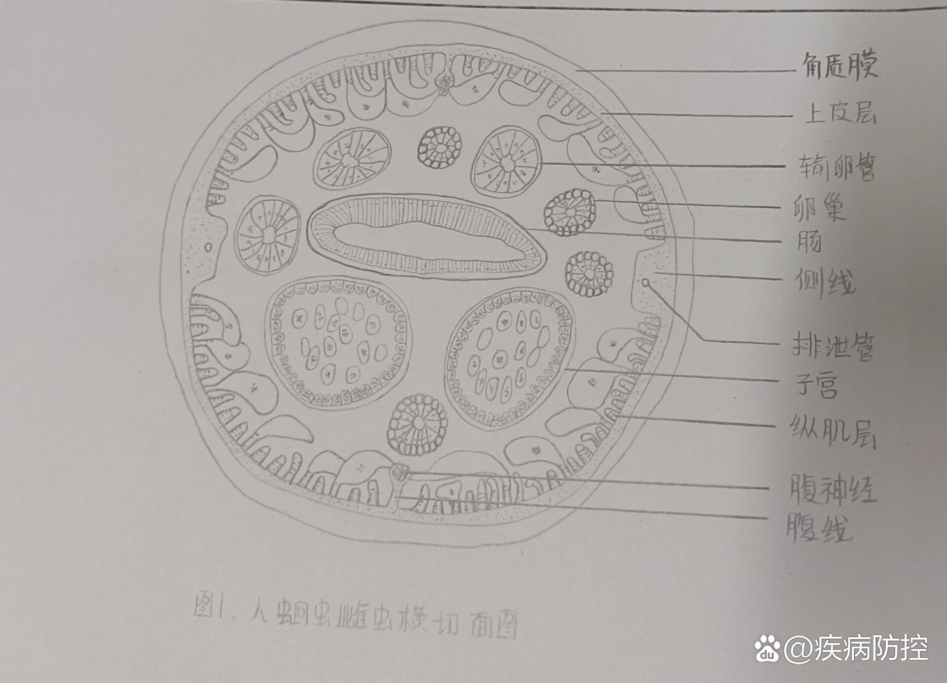 棉花根横切面结构图图片