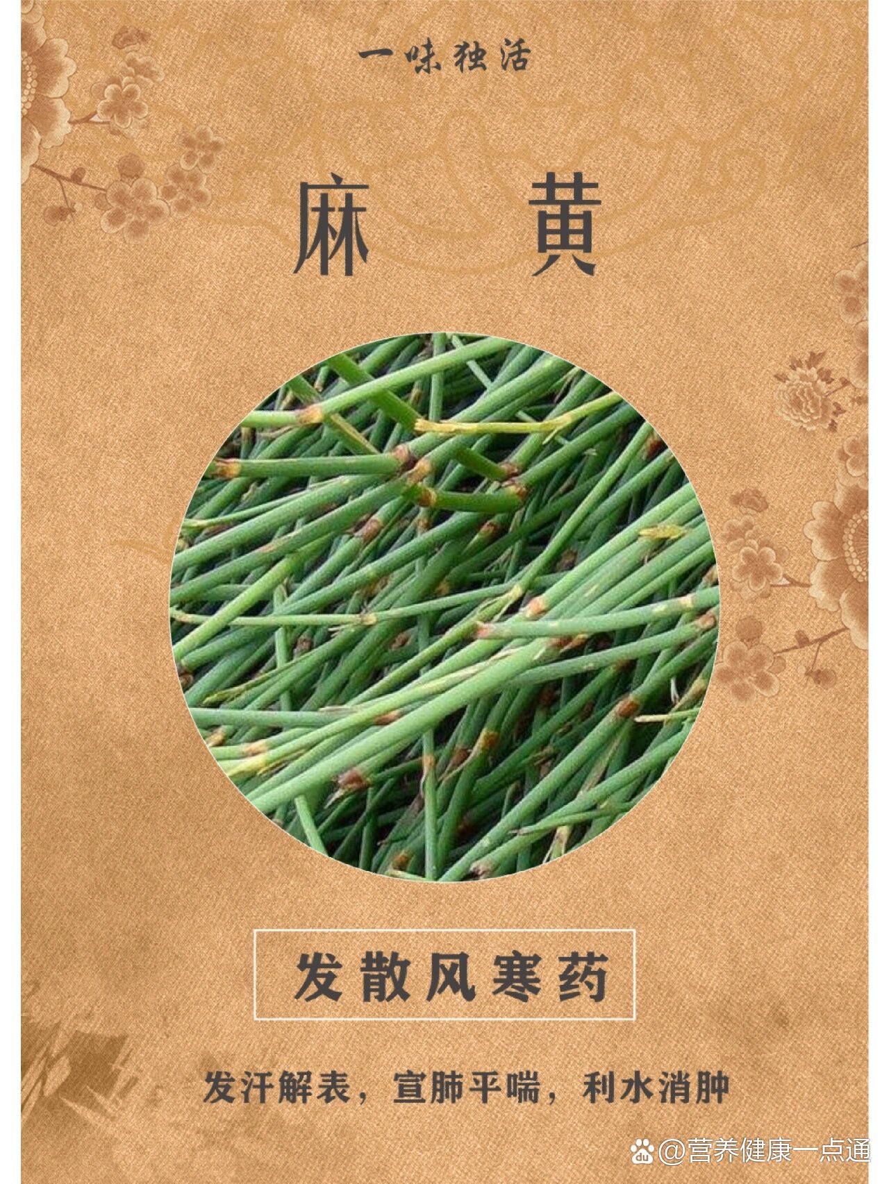 麻药植物大全图图片