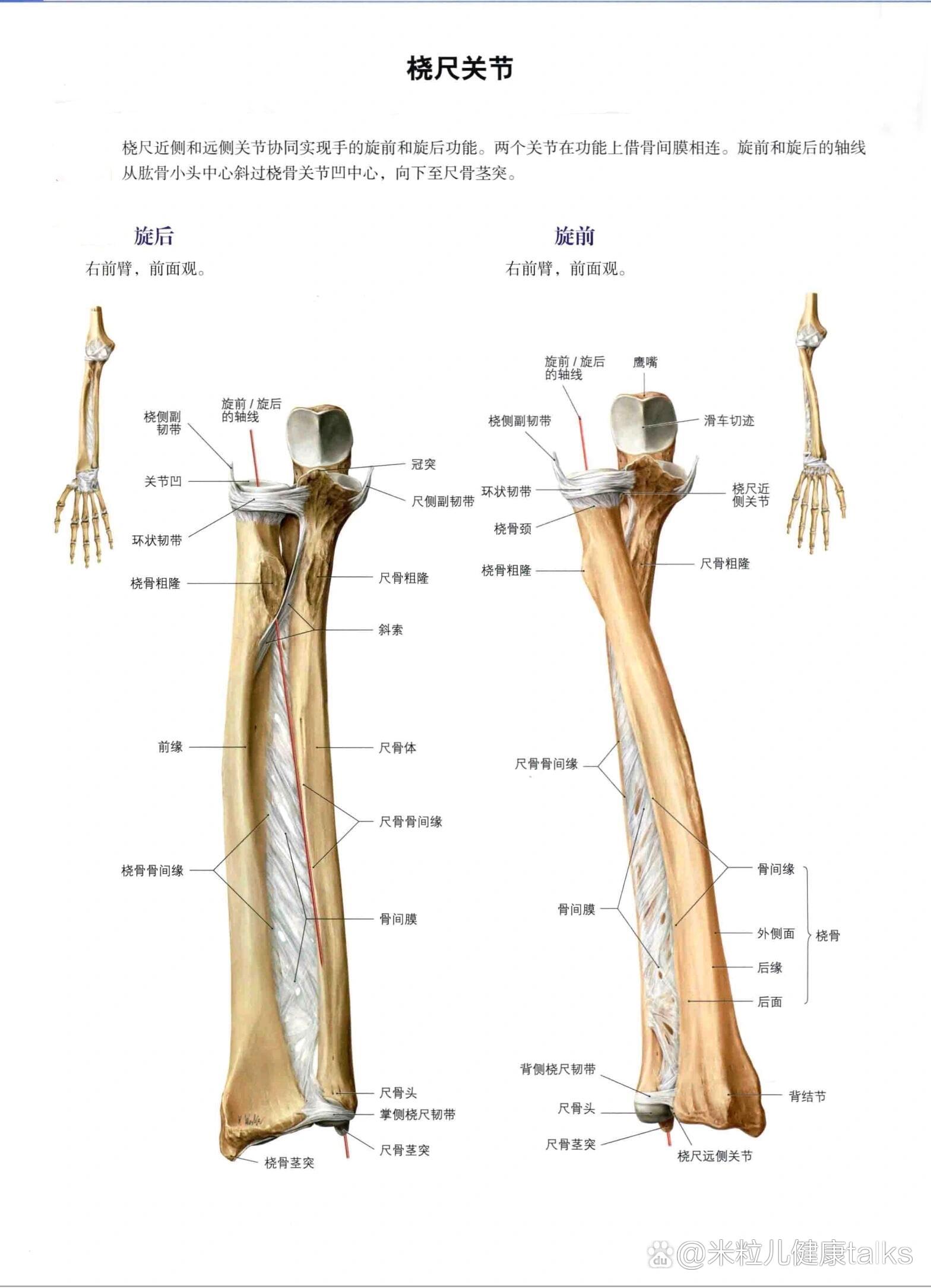 尺桡骨解剖结构图图片