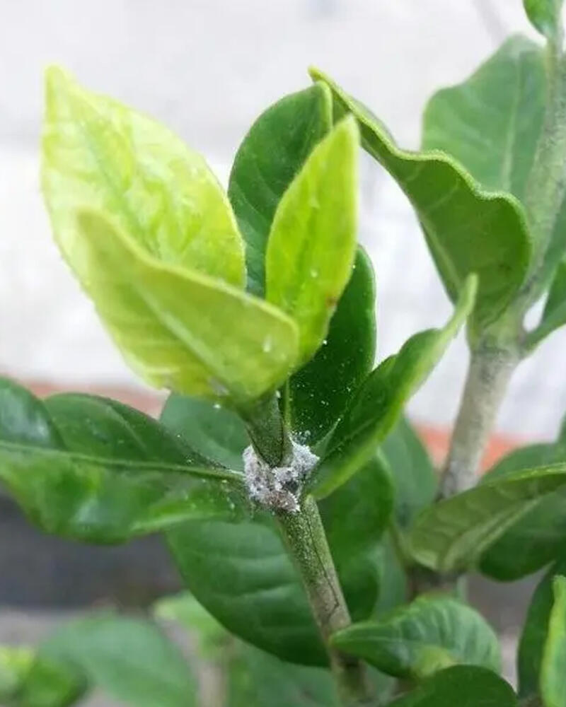 栀子花上长虫了,好像是蚧壳虫