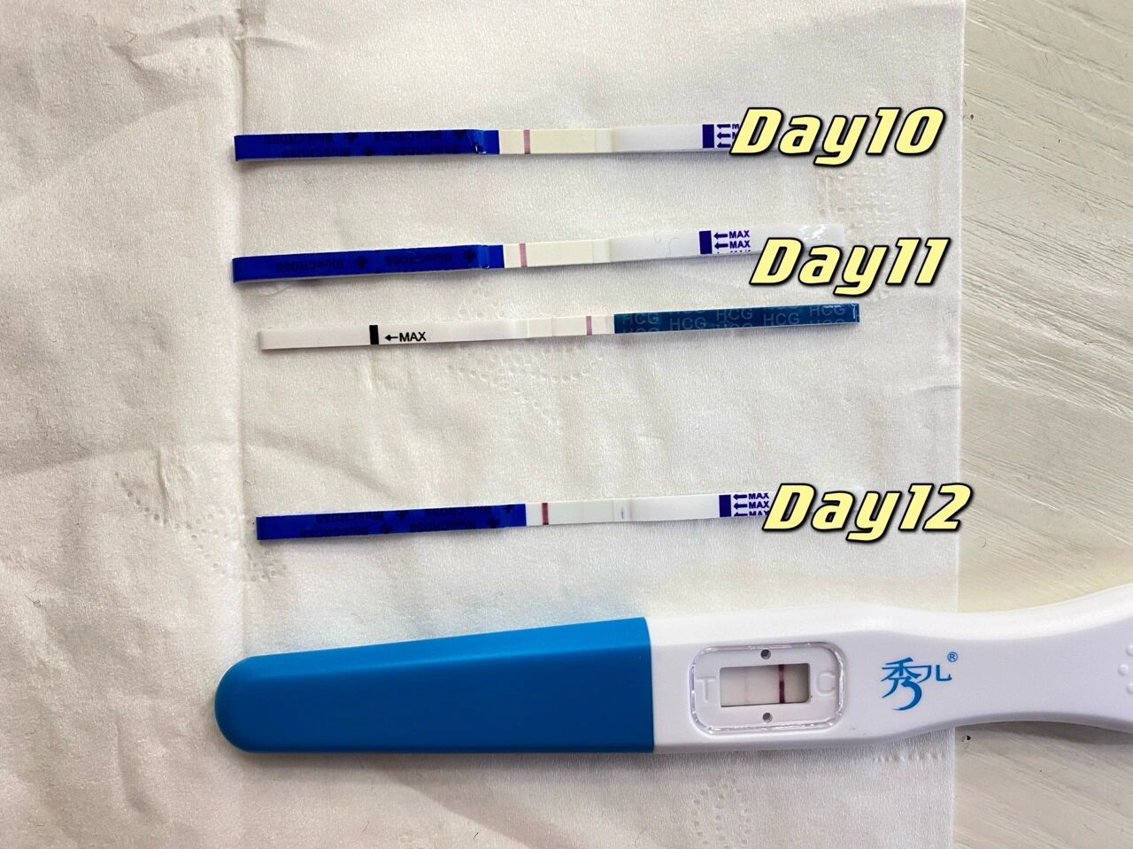 移植12天试纸图片图片