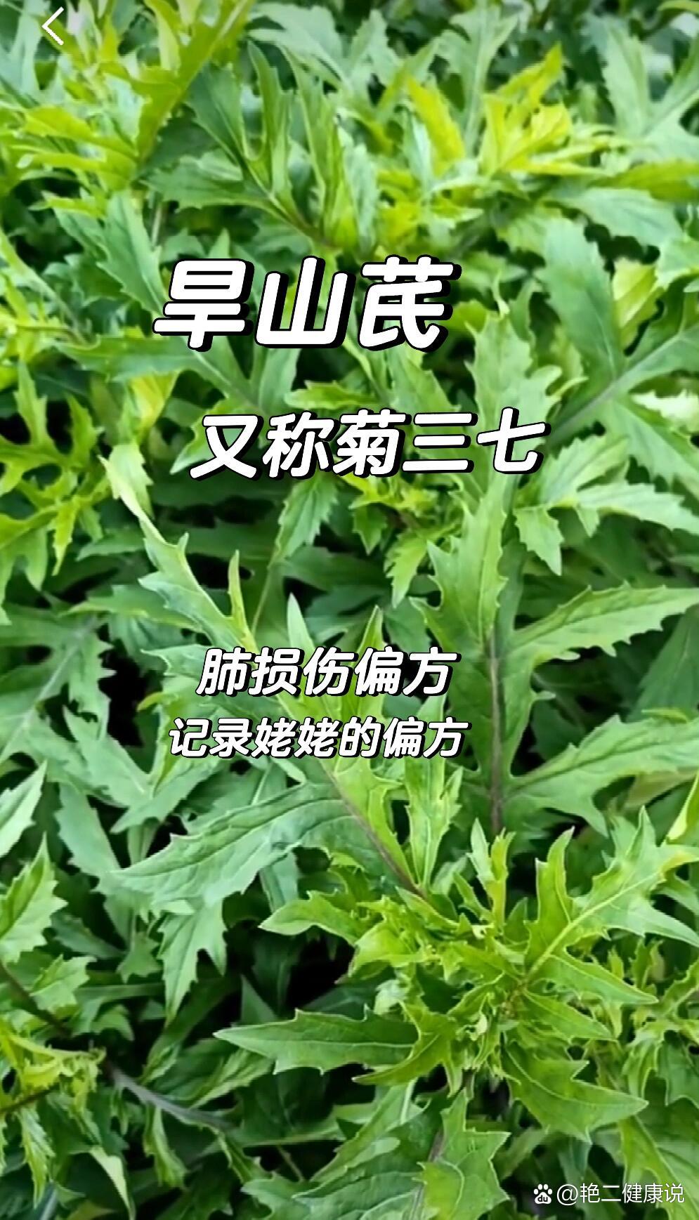 旱山奇植物图片图片