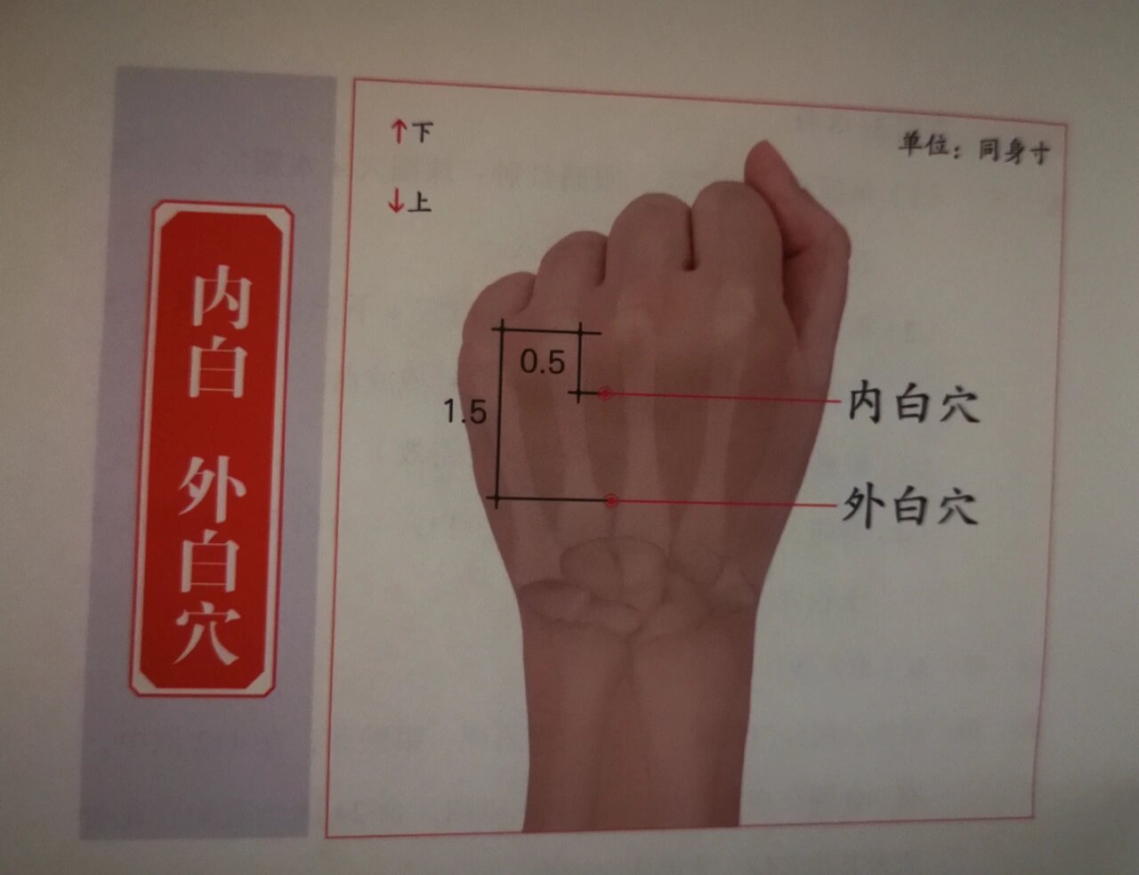 董氏奇穴～～内白,外白穴