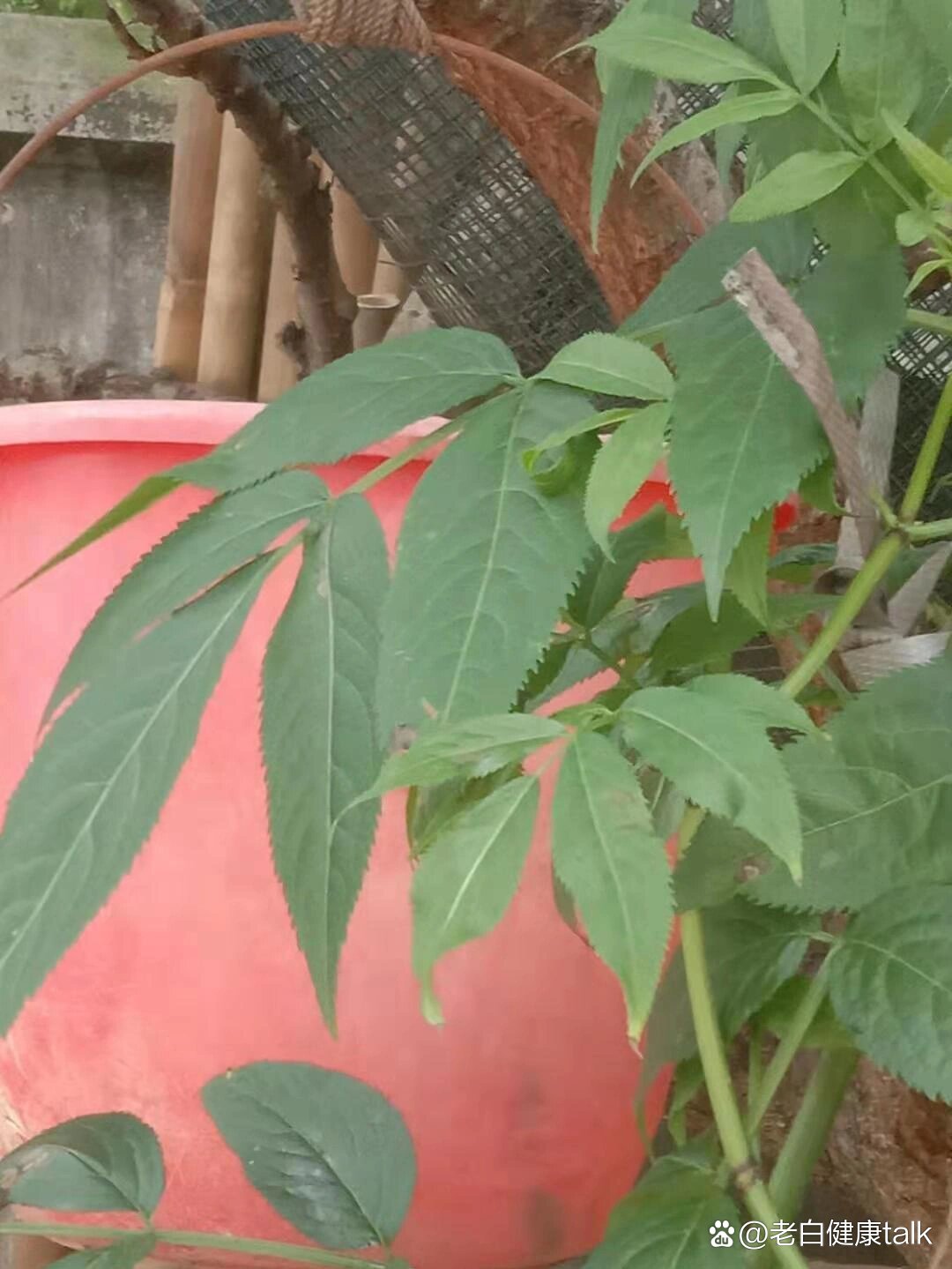 骨折扭伤奇效的草药:接骨木