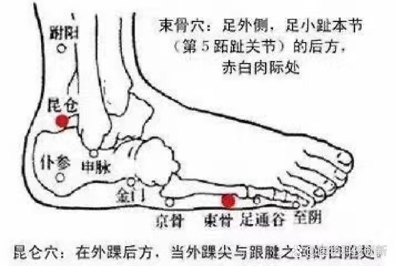 束骨的准确位置图主治图片