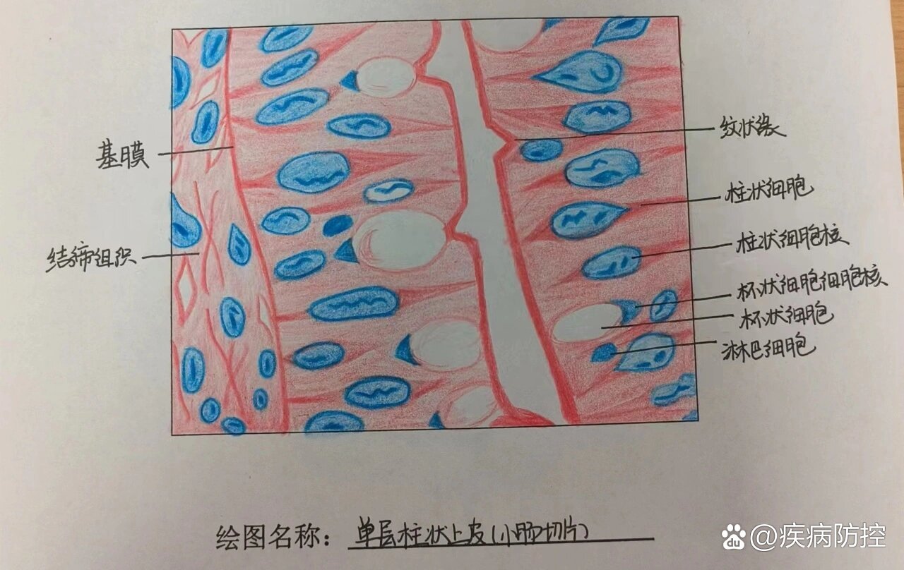 柱状上皮 手绘图图片