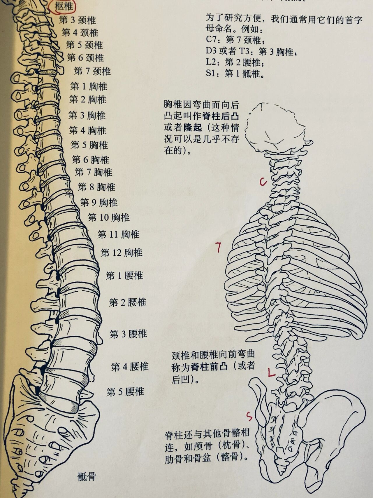 解剖 br 16615脊柱有4个生理弯曲 br 颈椎向前凸 胸椎向后凸 腰椎