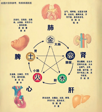 《黄帝内经》五脏六腑关系详解