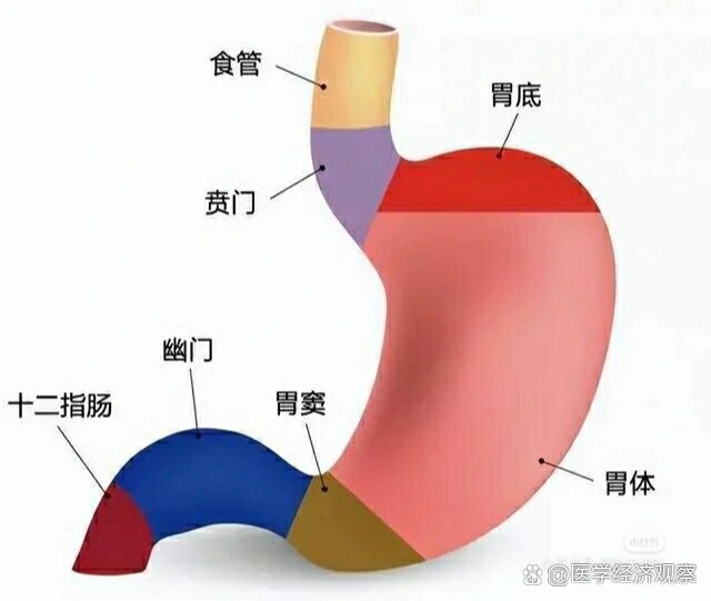 胃结构图片大全结构图图片