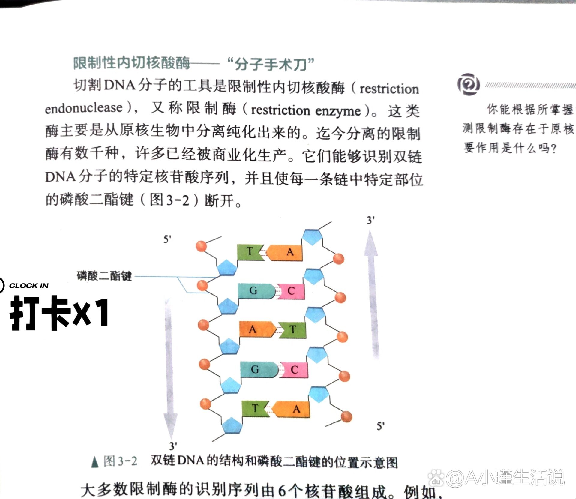 磷酸二脂键图片