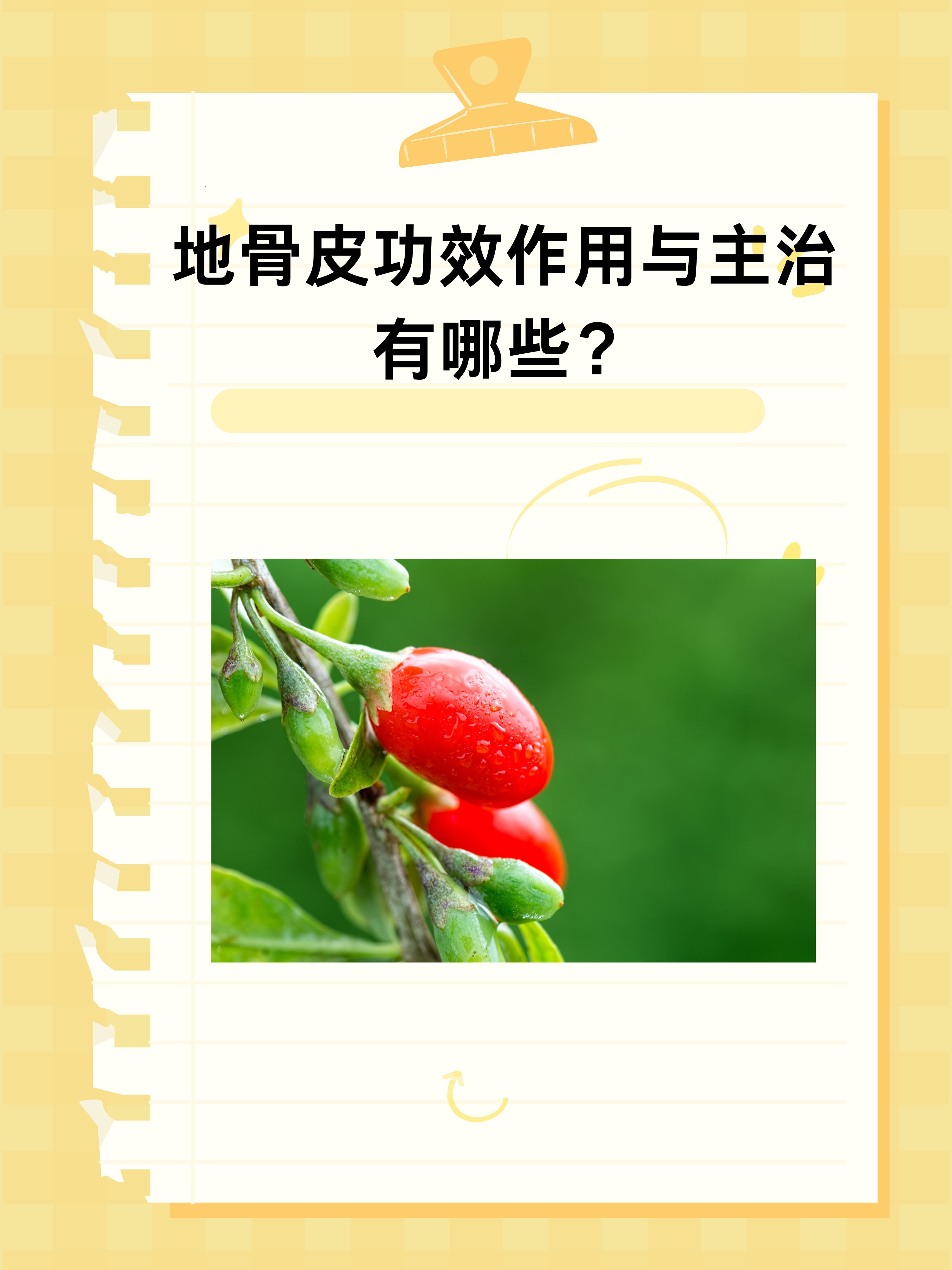 地骨皮功效作用与主治有哪些?