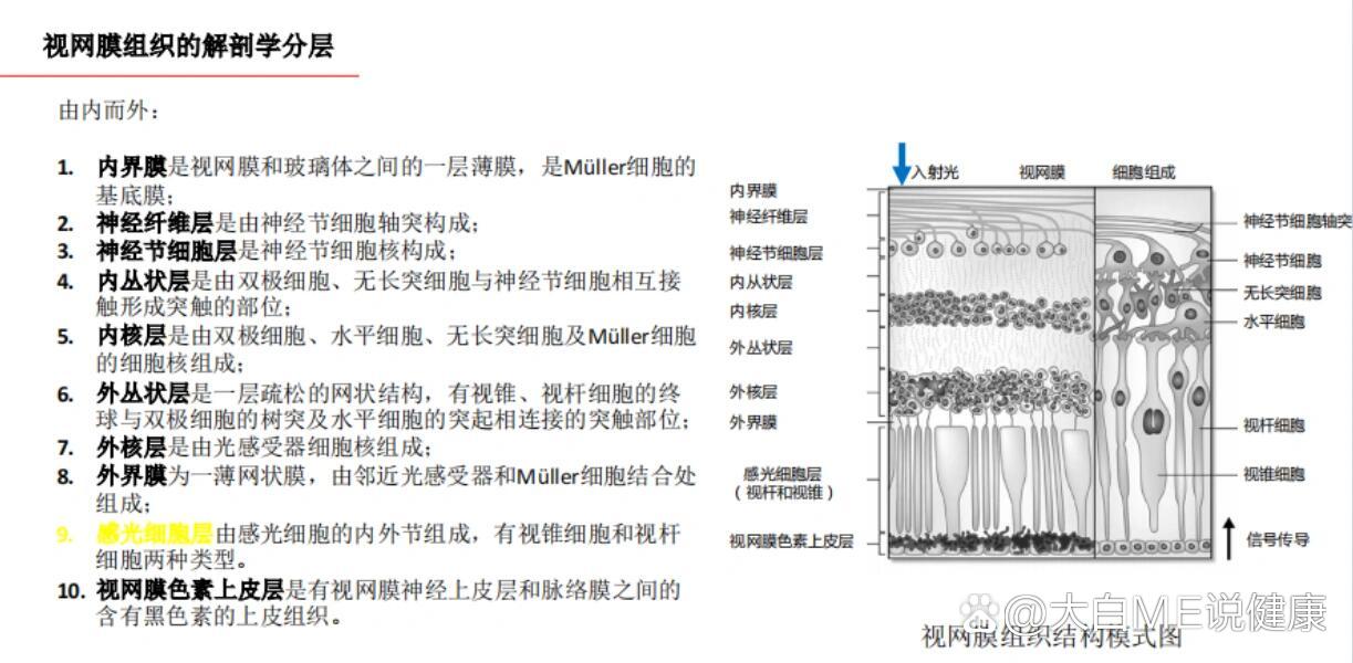 一张图理解视网膜各层结构