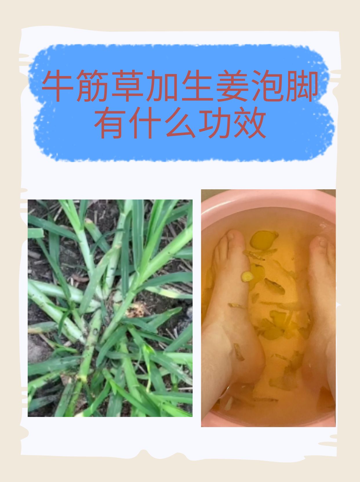 牛筋草加生姜泡脚有什么功效