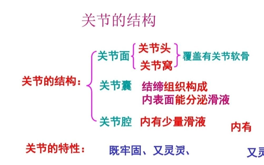 关节结构模式图及作用图片