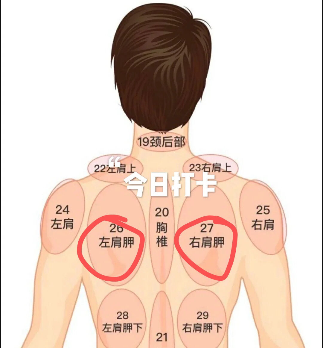 左筋线在哪个位置图片图片