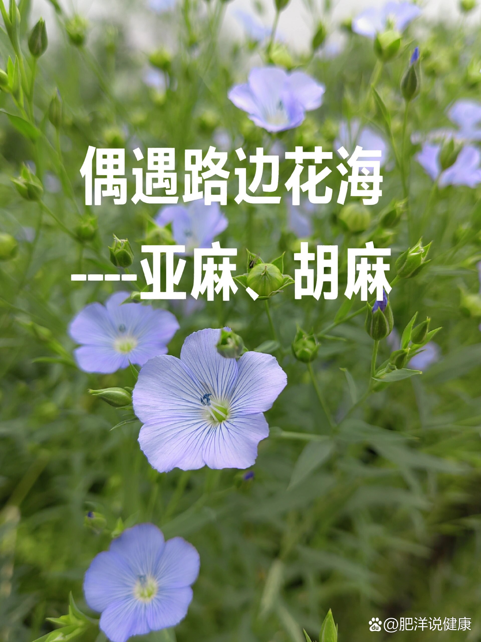 亚麻,胡麻,清新治愈蓝
