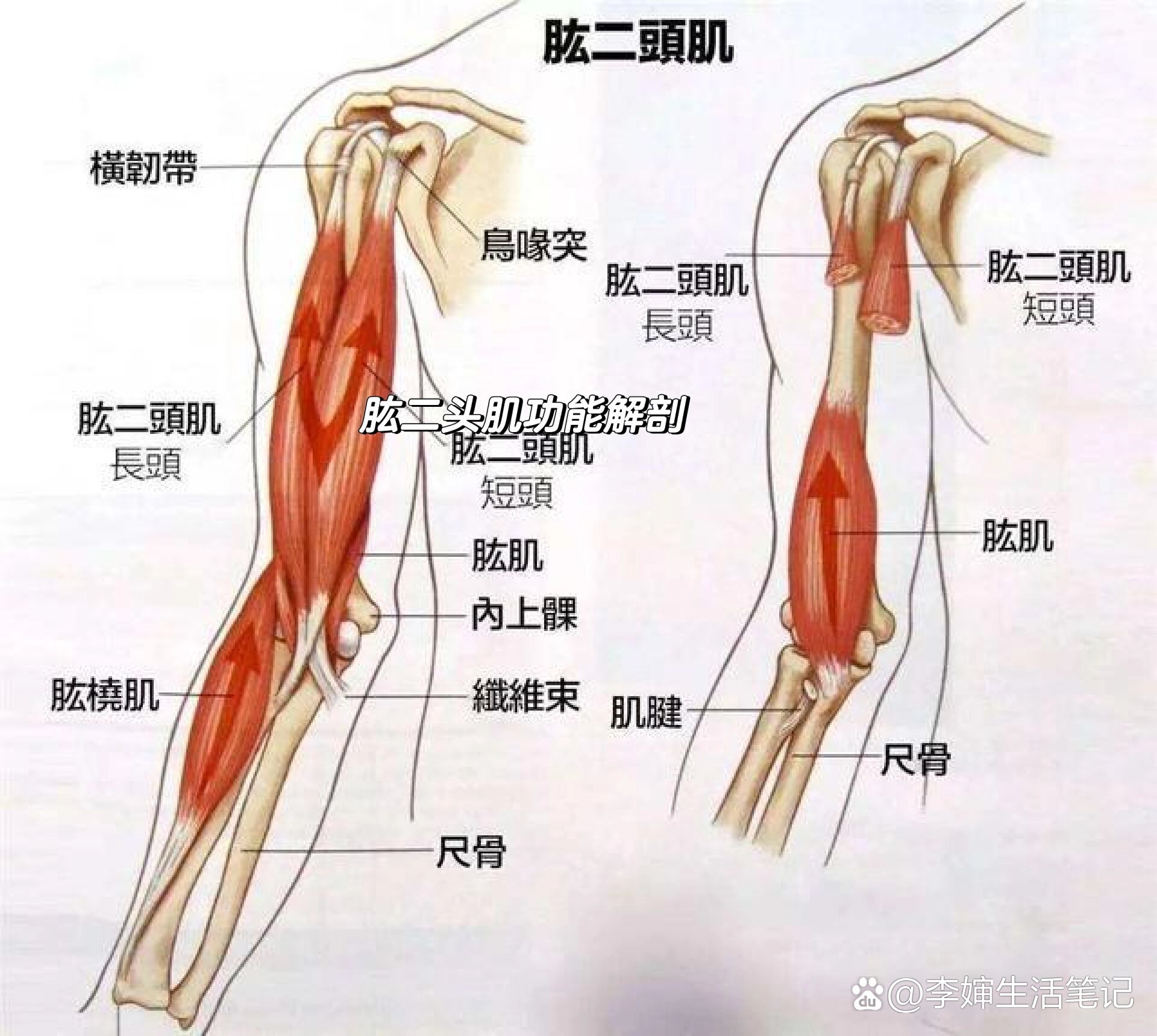 肩关节屈曲的肌肉图片