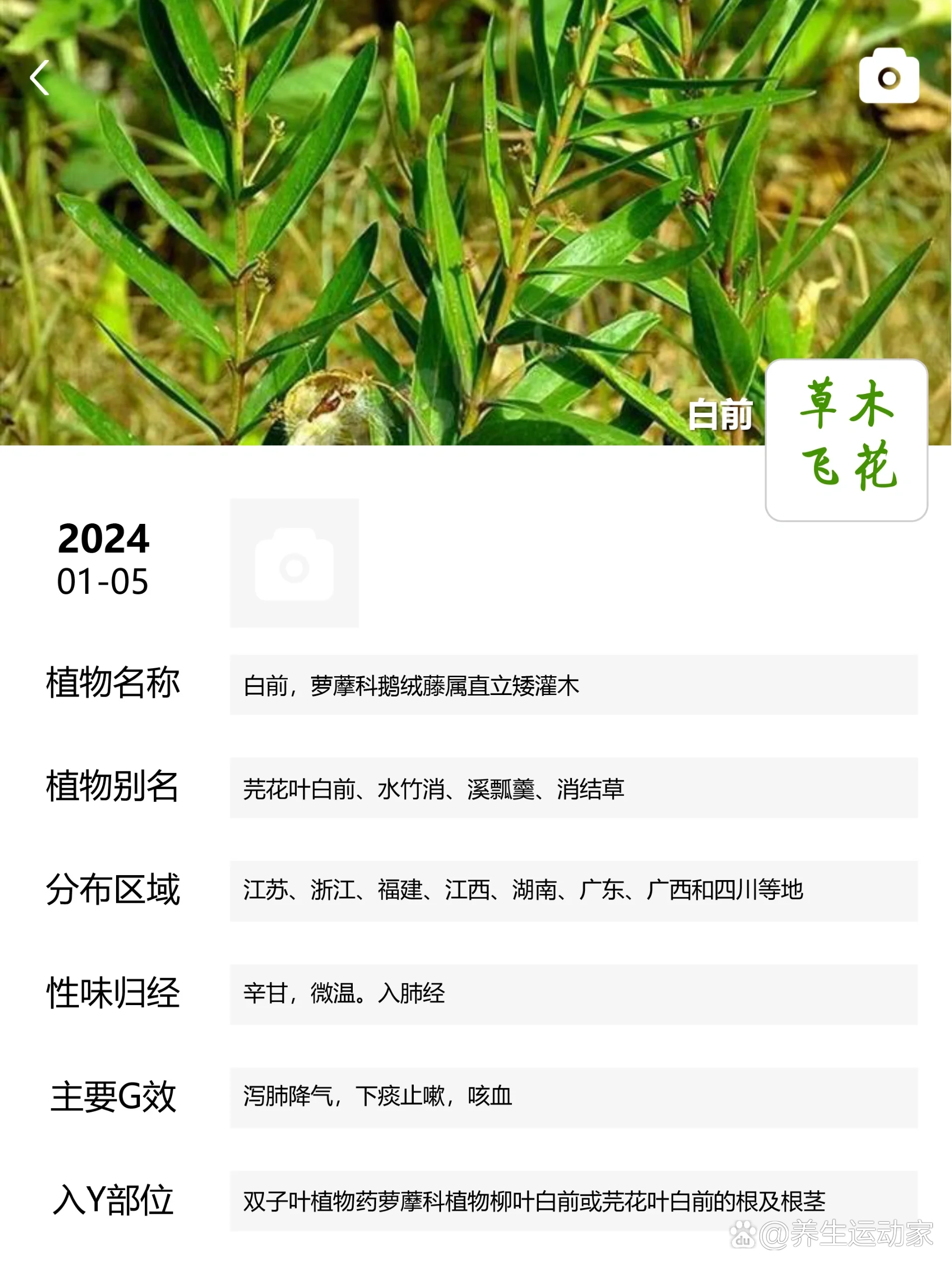 每天认识一味中草药-白前92-下痰止咳