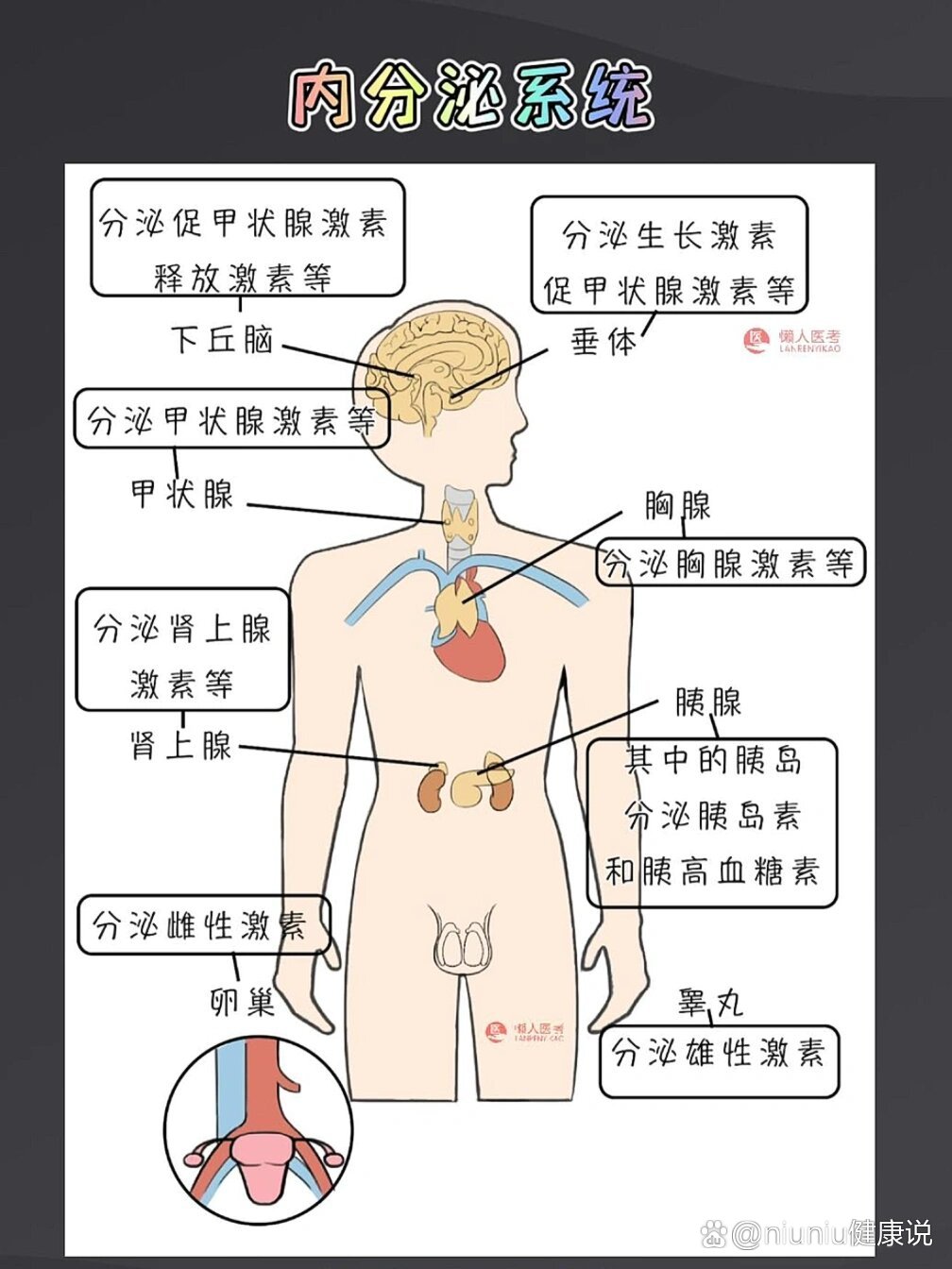 人体的内分泌腺体居然还有