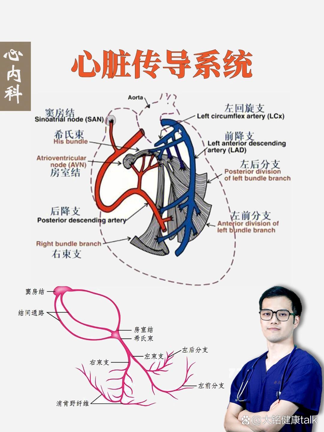 心脏传导系统及心电图解读.