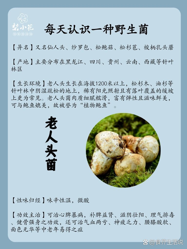 棺材菌药用价值图片